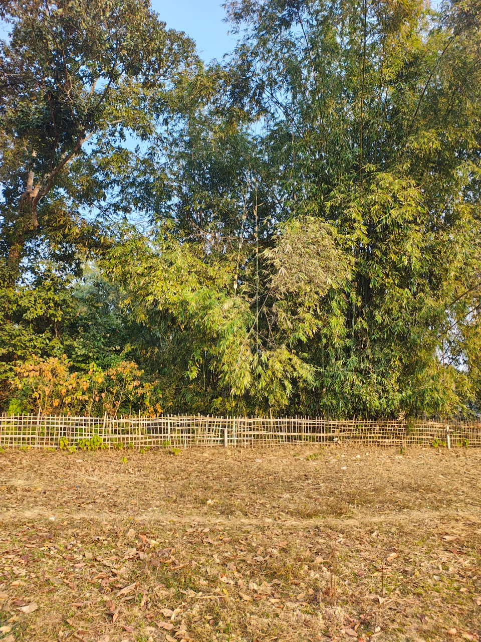 Thakurthan Lekai — 2 Bigha